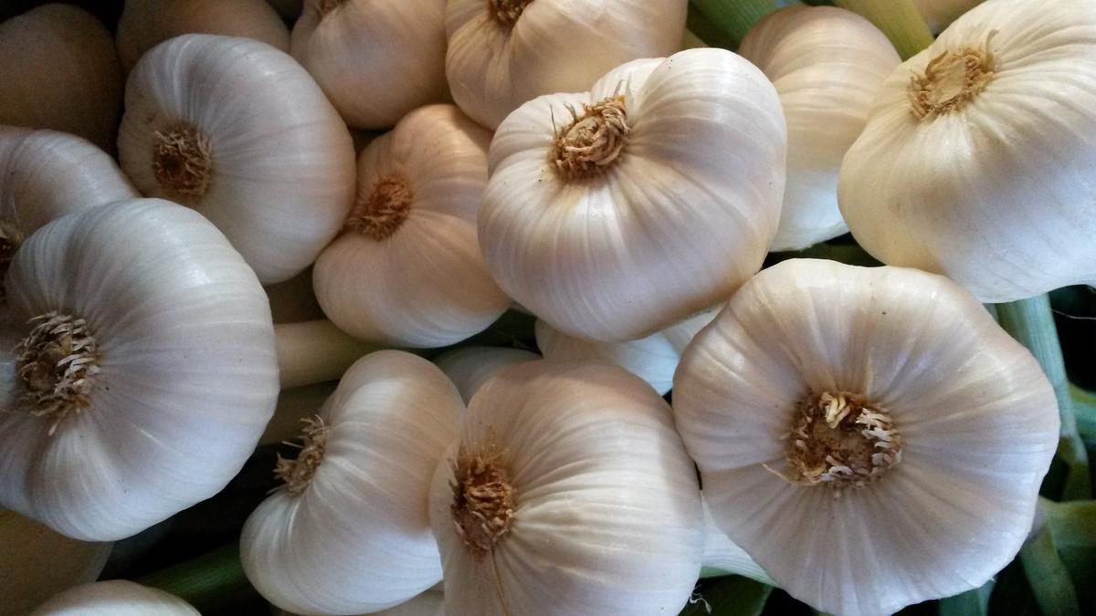 opg galić opg galić 2